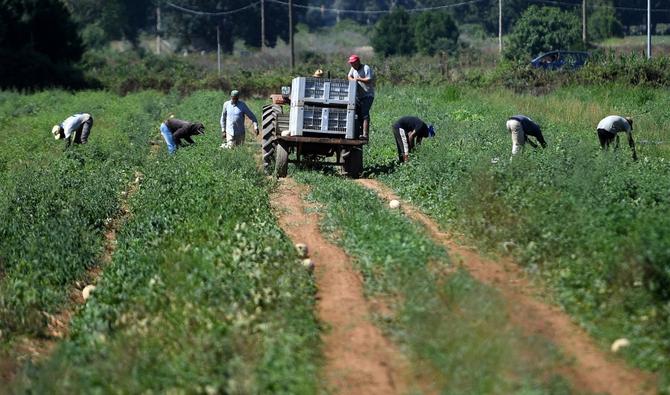 Des ouvriers migrants travaillent dans les champs du village de Bella Farnia près de la ville côtière de Sabaudia, au sud de Rome. (AFP) Des ouvriers migrants travaillent dans les champs du village de Bella Farnia près de la ville côtière de Sabaudia, au sud de Rome. (AFP)