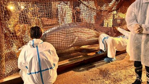 France : le béluga égaré est mort lors de son transport
