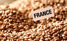 Blé- Algérie - France