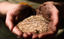 Crise alimentaire : Macron s'oppose aux «contrevérités» russes