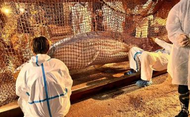 France : le béluga égaré est mort lors de son transport