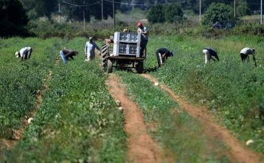 Des ouvriers migrants travaillent dans les champs du village de Bella Farnia près de la ville côtière de Sabaudia, au sud de Rome. (AFP)