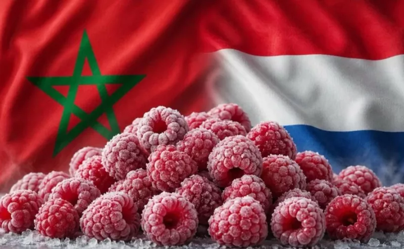 Framboise - Maroc - Pays-Bas