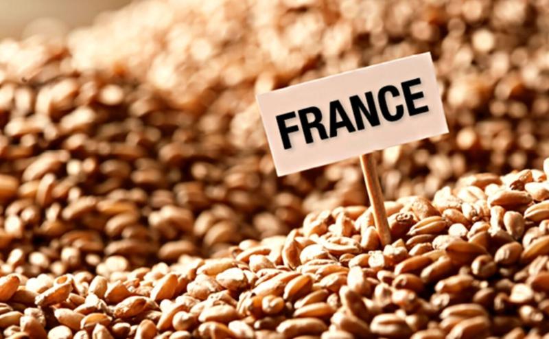 Blé- Algérie - France